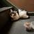 Lost cat 2 thumbnail