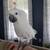 Umbrella Cockatoo 1 thumbnail