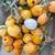 Jumbo size loquat trees 3 thumbnail