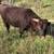 Registered American Milking Devon bull calf 6 thumbnail