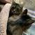 Missing Kitty Luna 11 thumbnail