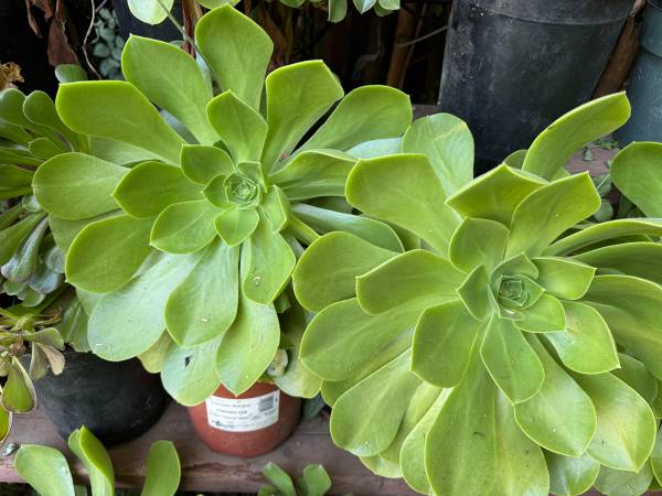 succulent - Tree Aeonium 1