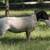 Bred Dorper Yearlings 1 thumbnail