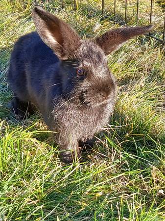 Rex/Lop rabbit: 1 left 1