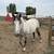 Mustang Gelding 1 thumbnail