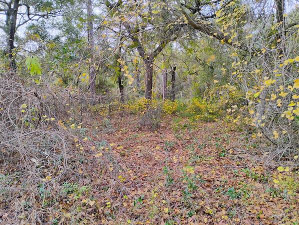 $13,500 / 25700ft2 - Nice Buildable 1/2 ac lot please check with county on usage is allowed (Interlachen)63822864694017123