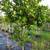 Tree Plants and much more 1 thumbnail