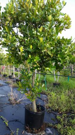 Tree Plants and much more 1