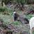 katahdin sheep 1 thumbnail