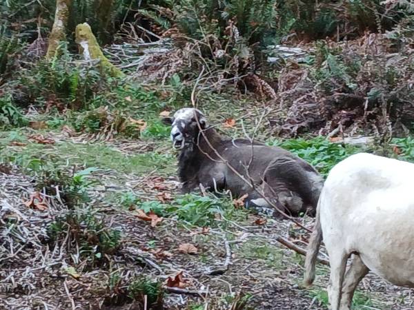 katahdin sheep 1
