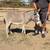 Mini Donkeys 15 thumbnail