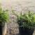 Creeping Rosemary 14 thumbnail