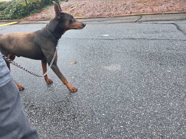 Doberman male 1