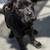 CANE CORSO FULL AKC 14 thumbnail