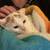 kitten 2 thumbnail