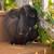 Rabbits 11 thumbnail