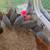 Guineas 2 thumbnail