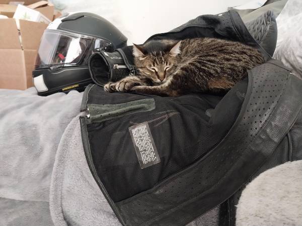 Lost Gray Tabby in Mission Canyon (Santa Barbara)64054131171075120