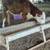 Beef heifers 16 thumbnail