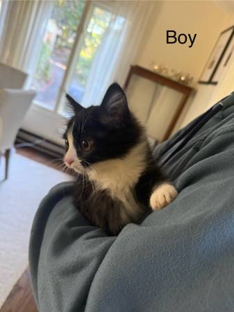 Kittens rehoming (Oregon City)63916449600514124