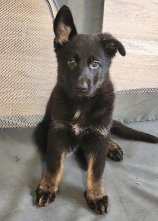Rehoming 8-Week-Old female German Shepherd Puppy63859314631169120