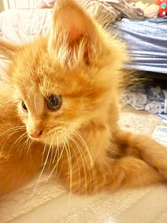 Rehoming 2 half maine-coone kittens.63693758205441123