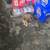 Young puppy 1 thumbnail