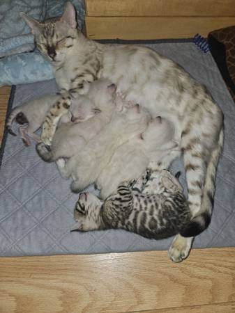 Snow Bengal Kittens (Austin/Lakeway)64024397143426122