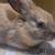 Thuringer Bunny Male 1 thumbnail