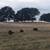 Historic Farm Homestead, 60 acres, Foothills 7 thumbnail