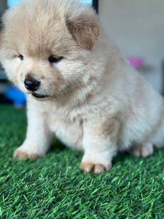 Chow chow puppies 1