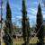 Italian Cypress Trees 1 thumbnail