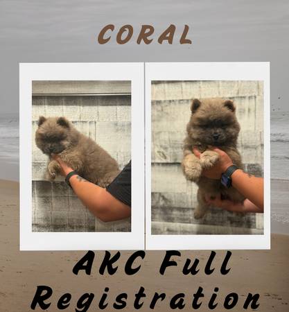 Akc chow chows (Snyder)63852007430145120