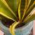 Happy Healthy Snake Plant in Turquoise Blue Ceramic Container 7 thumbnail