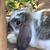 Holland Lops 10 thumbnail