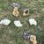 Silkie Baby Chicken *Chicks* 3 thumbnail