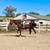 Stunning Versatile Gelding Broke to Ride, Drive & Jump 6 thumbnail
