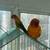 Sun conures with free cage 7 thumbnail