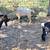 Nigerian Dwarf goats- 2 babies, 1 nanny, 3 bucks 12 thumbnail