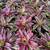 BROMELIADS, various types sizes and colors 12 thumbnail