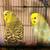 Parakeets 5 1 thumbnail