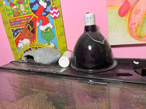 Ball python +everything you need63936013592963123