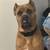 Rehoming 2 year old Cane Corso 5 thumbnail