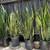 Snake Plant - Home Grown care (Yellow and Green) 4 thumbnail