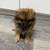 Pomeranian puppy female 3 thumbnail