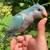Blue Baby Quaker Parrot 2 thumbnail