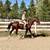 Stunning Versatile Gelding Broke to Ride, Drive & Jump 5 thumbnail