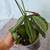 Indoor Plants – Vibrant & Thriving 6 thumbnail