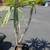 plants 5 thumbnail