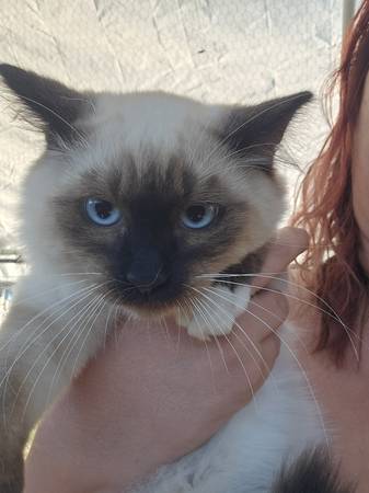 Kittens need home (Graham)63874560701699123